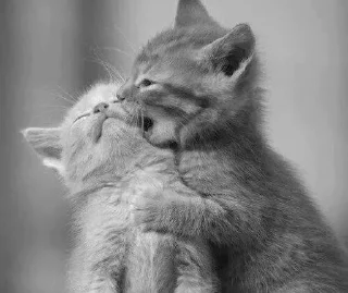 🐱 emoji ᴄᴜᴛᴇ ᴄᴀᴛs  || @loltickers Telegram sticker 15 of 46
