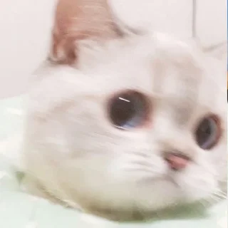 🙁 emoji Zuzu & Nana Reactions Telegram sticker 16 of 35