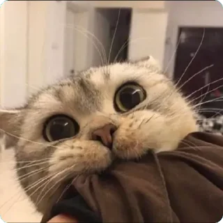 🐱 emoji 貓癡合集 Telegram sticker 17 of 88