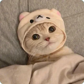 🙄 emoji 貓癡合集 Telegram sticker 12 of 88