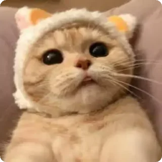 🐱 emoji 貓癡合集 Telegram sticker 6 of 88