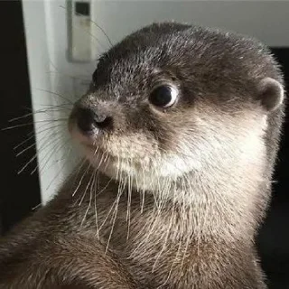 🦦 emoji otter Telegram sticker 5 of 34