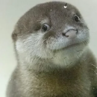 🦦 emoji otter Telegram sticker 4 of 34