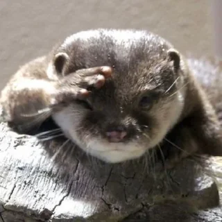 🦦 emoji otter Telegram sticker 15 of 34