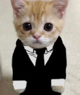 🐱 emoji dudul tercinta Telegram sticker 16 of 24