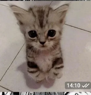 🐱 emoji dudul tercinta Telegram sticker 6 of 24
