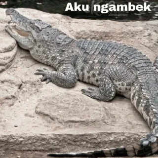 🐊 emoji Peliharaan Drexon - By @FVCK00PRIDE Telegram sticker 9 of 15