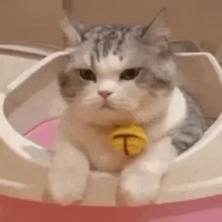 🐱 emoji 表情包库🥰  @tutuBQ1 Telegram sticker 10 of 50