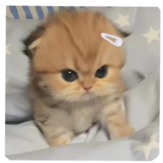 🐱 emoji Flirting cats by sujay 😂 Telegram sticker 9 of 41