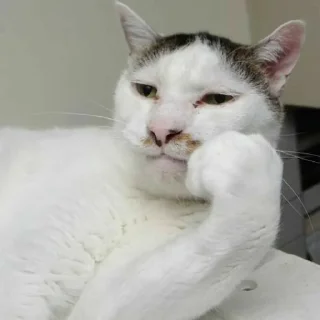 😐 emoji cats Telegram sticker 17 of 120