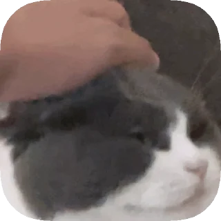 😿 emoji 𝙊𝙥𝙨 ! 𝙈𝙮 𝙎𝙩𝙞𝙘𝙠𝙚𝙧 : 𝘼𝙡𝙥𝙝𝙖 Telegram sticker 1 of 50