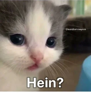 🧐 emoji @Opstickerpacks 💖 cat memes 🍃 Telegram sticker 19 of 65