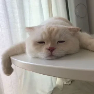 🥱 emoji Cute cats Telegram sticker 16 of 48