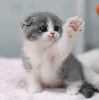 👋 emoji Cute cats Telegram sticker 20 of 48