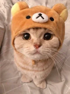 🙄 emoji Cute cats Telegram sticker 23 of 48