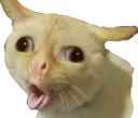 🤪 emoji cute hamsters Telegram sticker 10 of 26