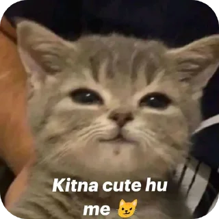 🐱 emoji MITSUHA 👀❤️ Telegram sticker 14 of 33