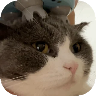 😼 emoji 𝙊𝙥𝙨 ! 𝙈𝙮 𝙎𝙩𝙞𝙘𝙠𝙚𝙧 : 𝘼𝙡𝙥𝙝𝙖 Telegram sticker 2 of 50