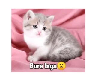 😕 emoji @stickers_gifs_store 🍫🅲🅰🅳🅱🆄🆁🆈🍫 Telegram sticker 21 of 120