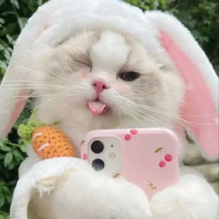 ☺️ emoji Better Cats @AnimeOcean_Gifs Telegram sticker 3 of 52