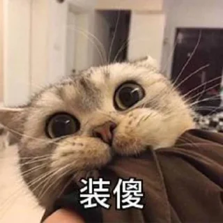 ❤️ emoji 猫四的表情包2 Telegram sticker 9 of 119