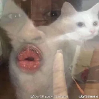 Sticker from 垃圾烧烤摊