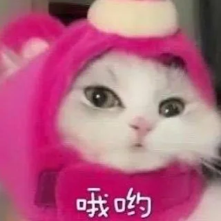 🤭 emoji Cat48-丢丢✧٩(ˊωˋ*)و✧ Telegram sticker 11 of 69