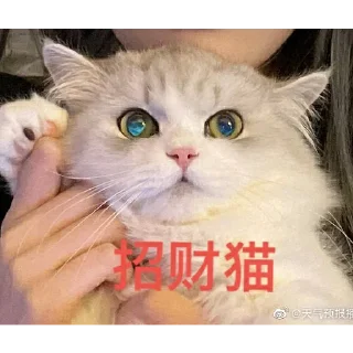 🐱 emoji Cat48-丢丢✧٩(ˊωˋ*)و✧ Telegram sticker 22 of 69