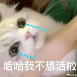 😭 emoji Cat48-丢丢✧٩(ˊωˋ*)و✧ Telegram sticker 23 of 69