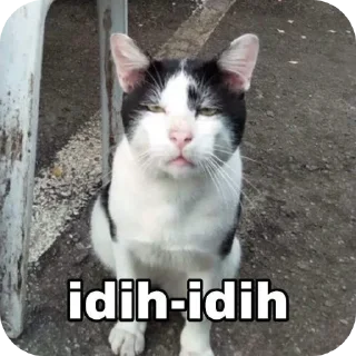 🐱 emoji Kocheng by Abell imut pacar heeseung Telegram sticker 12 of 98