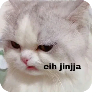 🐱 emoji Kocheng by Abell imut pacar heeseung Telegram sticker 19 of 98
