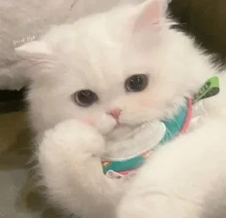 😘 emoji 阿离的藏宝图 @asoho2 Telegram sticker 4 of 55