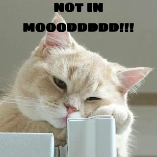 🥴 emoji Angry Cat Telegram sticker 16 of 62