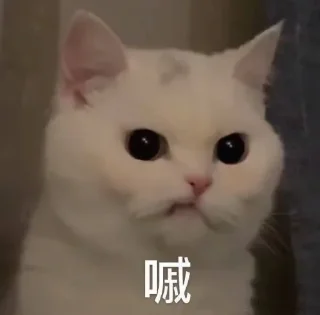 😕 emoji 小网警的喵喵 Telegram sticker 10 of 78
