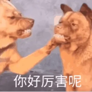 Sticker from 麻辣💤香锅 动态贴纸包（1）