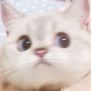 🙁 emoji Zuzu & Nana Reactions Telegram sticker 10 of 35