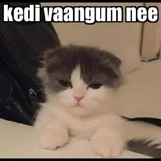 😹 emoji Noob Telegram sticker 15 of 64