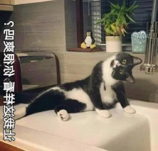 🗿 emoji 稿件已通过😅 Telegram sticker 24 of 38