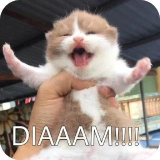 🐱 emoji alice lucuu Telegram sticker 9 of 43