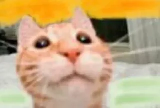 😐 emoji Meme cats Telegram sticker 21 of 23
