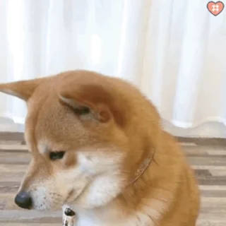 😒 emoji 小柴柴🥰： @OB8883 Telegram sticker 9 of 32