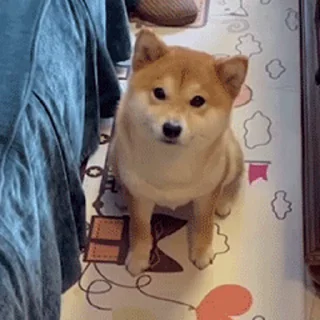 👍 emoji 小柴柴🥰： @OB8883 Telegram sticker 22 of 32