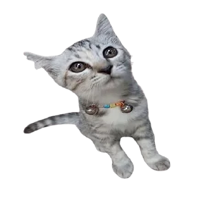 Sticker from Cat