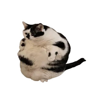 Sticker from Cat