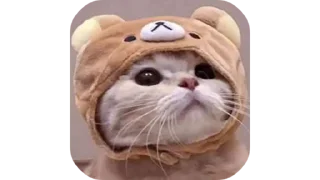 🐱 emoji ✗𖤍 𝑴𝒊𝒏𝒊𓂁 🐣 :: @bitch_uh Telegram sticker 15 of 115