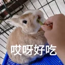 Sticker from 可愛丸子球