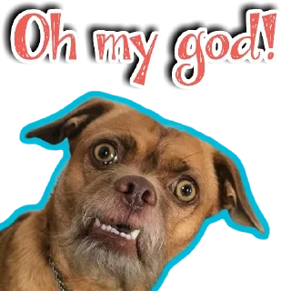 🐕‍🦺 emoji 🐶강아지단🐶 Telegram sticker 22 of 93