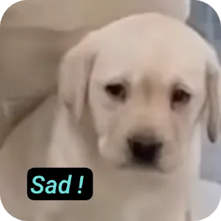 🐶 emoji Stick Telegram sticker 5 of 14