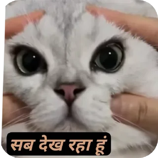 🐱 emoji Stick Telegram sticker 7 of 14