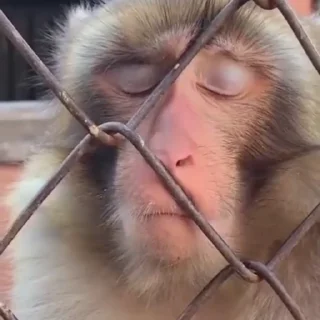 🌏 emoji ＭＯＮＫＥＹＳ² 🐵 @Wickers Telegram sticker 18 of 50